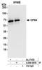 TBC1 Domain Family Member 10A antibody, A304-587A, Bethyl Labs, Immunoprecipitation image 