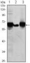 Alkaline Phosphatase, Placental antibody, GTX82823, GeneTex, Western Blot image 