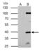 E2F-1 antibody, PA5-27365, Invitrogen Antibodies, Immunoprecipitation image 