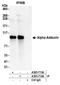 Adducin 1 antibody, A303-714A, Bethyl Labs, Immunoprecipitation image 