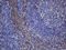 WASL antibody, LS-C792738, Lifespan Biosciences, Immunohistochemistry paraffin image 