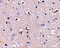 Aph-1 Homolog A, Gamma-Secretase Subunit antibody, 4003, ProSci, Immunohistochemistry paraffin image 