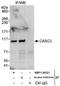 Protein CASC3 antibody, NBP1-30321, Novus Biologicals, Immunoprecipitation image 