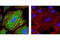 Keratin 17 antibody, 4543P, Cell Signaling Technology, Immunofluorescence image 