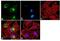 Hsc70-interacting protein antibody, MA3-413, Invitrogen Antibodies, Immunofluorescence image 