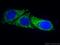 2-oxoglutarate dehydrogenase, mitochondrial antibody, 66285-1-Ig, Proteintech Group, Immunofluorescence image 
