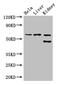 EH Domain Containing 2 antibody, CSB-PA873710LA01HU, Cusabio, Western Blot image 