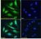 Protein Phosphatase 1 Regulatory Subunit 15A antibody, GTX74479, GeneTex, Immunocytochemistry image 