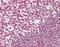 Cytochrome C Oxidase Subunit 6A1 antibody, orb181610, Biorbyt, Immunohistochemistry paraffin image 