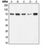 X-Ray Repair Cross Complementing 6 antibody, LS-C352234, Lifespan Biosciences, Western Blot image 