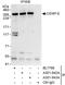 Centromere Protein E antibody, A301-942A, Bethyl Labs, Immunoprecipitation image 