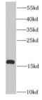 PROK2 antibody, FNab06802, FineTest, Western Blot image 