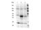 HAUS augmin-like complex subunit 8 antibody, NBP2-19128, Novus Biologicals, Western Blot image 