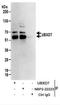 UBX Domain Protein 7 antibody, NBP2-22223, Novus Biologicals, Immunoprecipitation image 