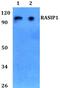 Ras Interacting Protein 1 antibody, PA5-75798, Invitrogen Antibodies, Western Blot image 