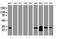 Proteasome subunit alpha type-6 antibody, MA5-26372, Invitrogen Antibodies, Western Blot image 