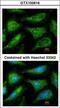 YES Proto-Oncogene 1, Src Family Tyrosine Kinase antibody, LS-B4193, Lifespan Biosciences, Immunofluorescence image 