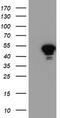 N-acyl-phosphatidylethanolamine-hydrolyzing phospholipase D antibody, TA503892, Origene, Western Blot image 