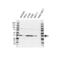 Protein Kinase AMP-Activated Non-Catalytic Subunit Gamma 1 antibody, VPA00425, Bio-Rad (formerly AbD Serotec) , Western Blot image 