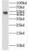 Kelch Like Family Member 35 antibody, FNab04627, FineTest, Western Blot image 