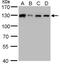Serrate, RNA Effector Molecule antibody, NBP2-15473, Novus Biologicals, Western Blot image 
