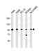 Proprotein Convertase Subtilisin/Kexin Type 1 antibody, PA5-72325, Invitrogen Antibodies, Western Blot image 