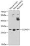 Claudin Domain Containing 1 antibody, GTX66422, GeneTex, Western Blot image 