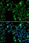 Inhibitor of growth protein 5 antibody, orb247880, Biorbyt, Immunofluorescence image 