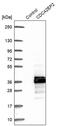CDC42 Effector Protein 2 antibody, PA5-58441, Invitrogen Antibodies, Western Blot image 
