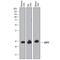 Quinoid Dihydropteridine Reductase antibody, AF8038, R&D Systems, Western Blot image 