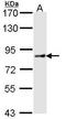 Cullin-4A antibody, GTX113876, GeneTex, Western Blot image 