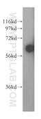 NUCB1 antibody, 16468-1-AP, Proteintech Group, Western Blot image 