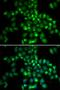 Polycomb Group Ring Finger 6 antibody, orb178585, Biorbyt, Immunocytochemistry image 