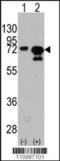 HSP70 antibody, TA302006, Origene, Western Blot image 