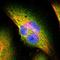 Protein transport protein Sec31A antibody, HPA005457, Atlas Antibodies, Immunofluorescence image 