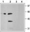 P2Y2R antibody, TA328999, Origene, Western Blot image 