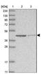 GDP-Mannose Pyrophosphorylase A antibody, NBP1-85904, Novus Biologicals, Western Blot image 