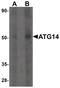 Autophagy Related 14 antibody, PA5-34453, Invitrogen Antibodies, Western Blot image 
