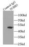 Tuj1 antibody, FNab09105, FineTest, Immunoprecipitation image 