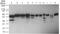 Ring Finger Protein 216 antibody, PA1-41317, Invitrogen Antibodies, Western Blot image 
