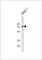 SUMO Specific Peptidase 1 antibody, 56-344, ProSci, Western Blot image 