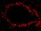 DEAD-Box Helicase 27 antibody, IHC-00634, Bethyl Labs, Immunofluorescence image 