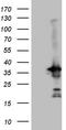 Pyrroline-5-Carboxylate Reductase 1 antibody, TA811756, Origene, Western Blot image 