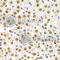 Histone Cluster 3 H3 antibody, A2360, ABclonal Technology, Immunohistochemistry paraffin image 