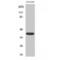 MAPK Activated Protein Kinase 3 antibody, LS-C381804, Lifespan Biosciences, Western Blot image 