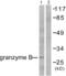 Granzyme B antibody, abx013099, Abbexa, Western Blot image 