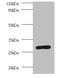 Proteasome Subunit Alpha 7 antibody, orb239670, Biorbyt, Western Blot image 