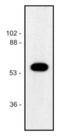 alpha-Tubulin antibody, LS-C46109, Lifespan Biosciences, Western Blot image 