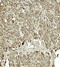 Kirre Like Nephrin Family Adhesion Molecule 2 antibody, 7971, ProSci, Immunohistochemistry paraffin image 