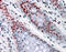 N-Acetyltransferase 10 antibody, MBS420570, MyBioSource, Immunohistochemistry frozen image 